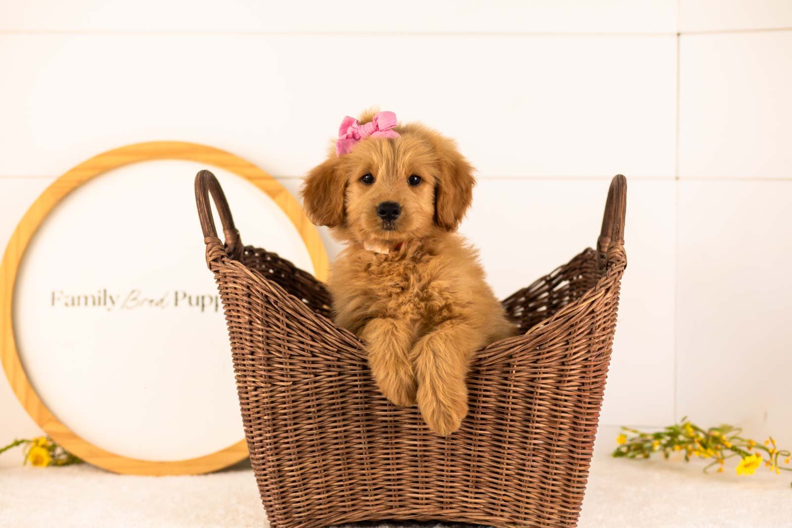 Esme goldendoodle for sale(4).jpg