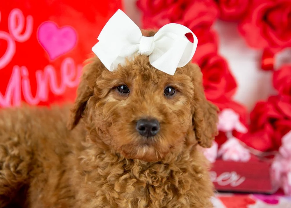ava goldendoodle for sale(3).jpg
