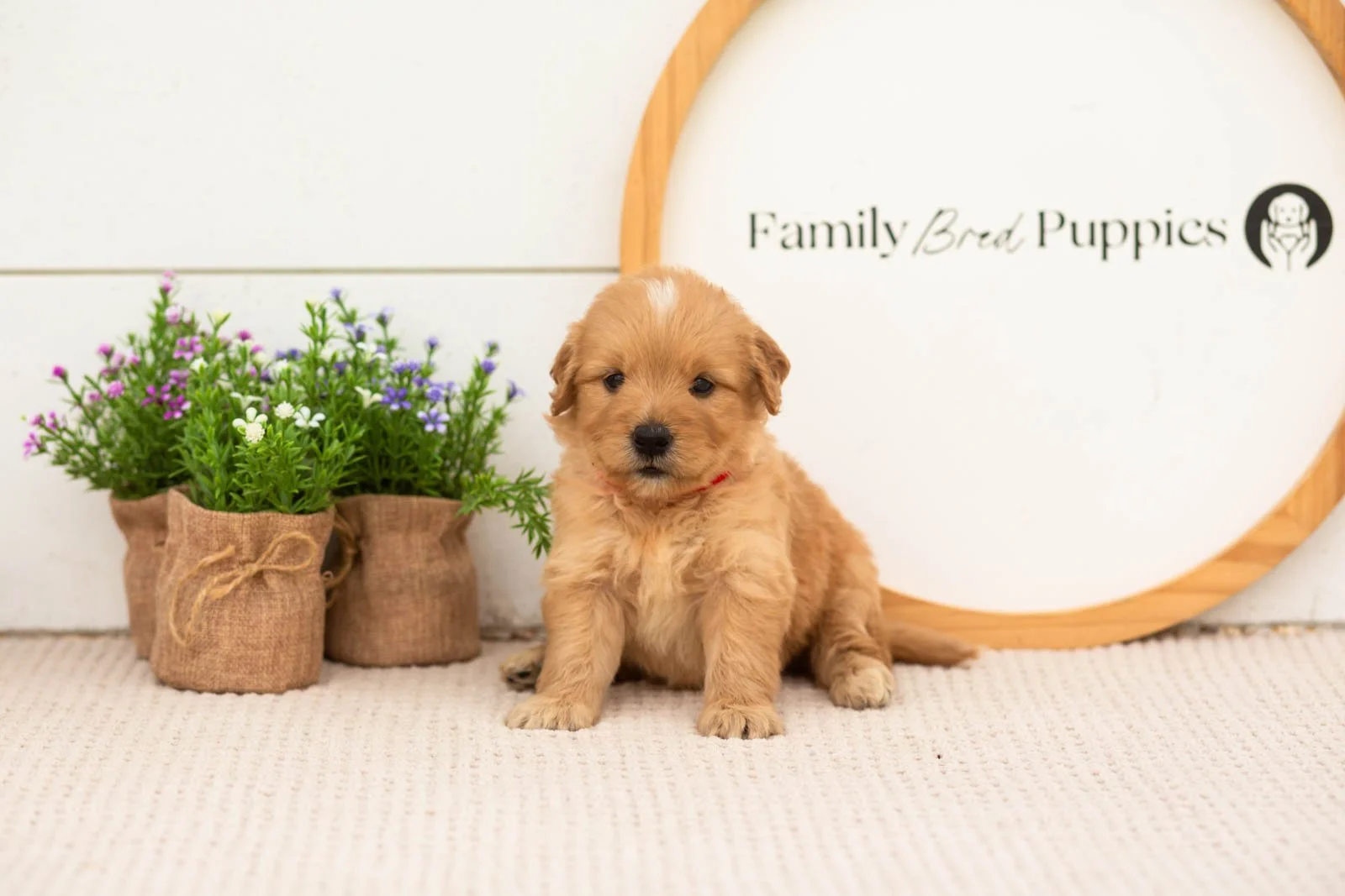 eva goldendoodle for sale(2).jpg