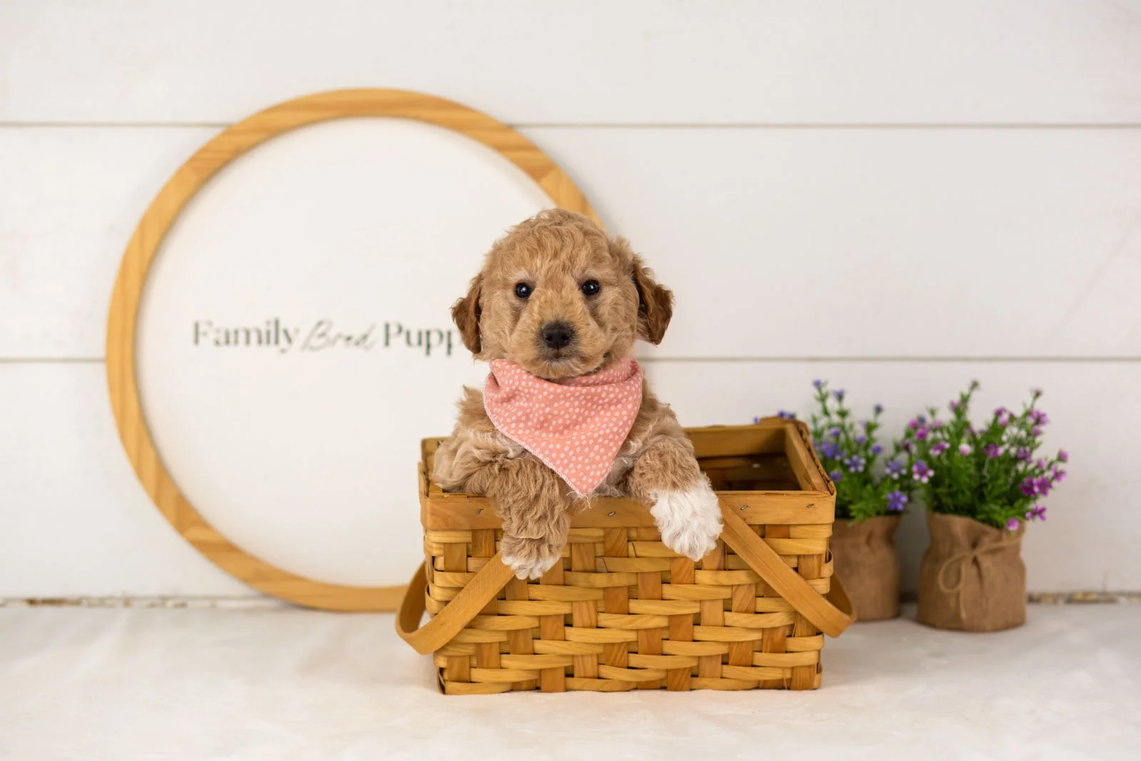 Caleb goldendoodle for sale..jpg