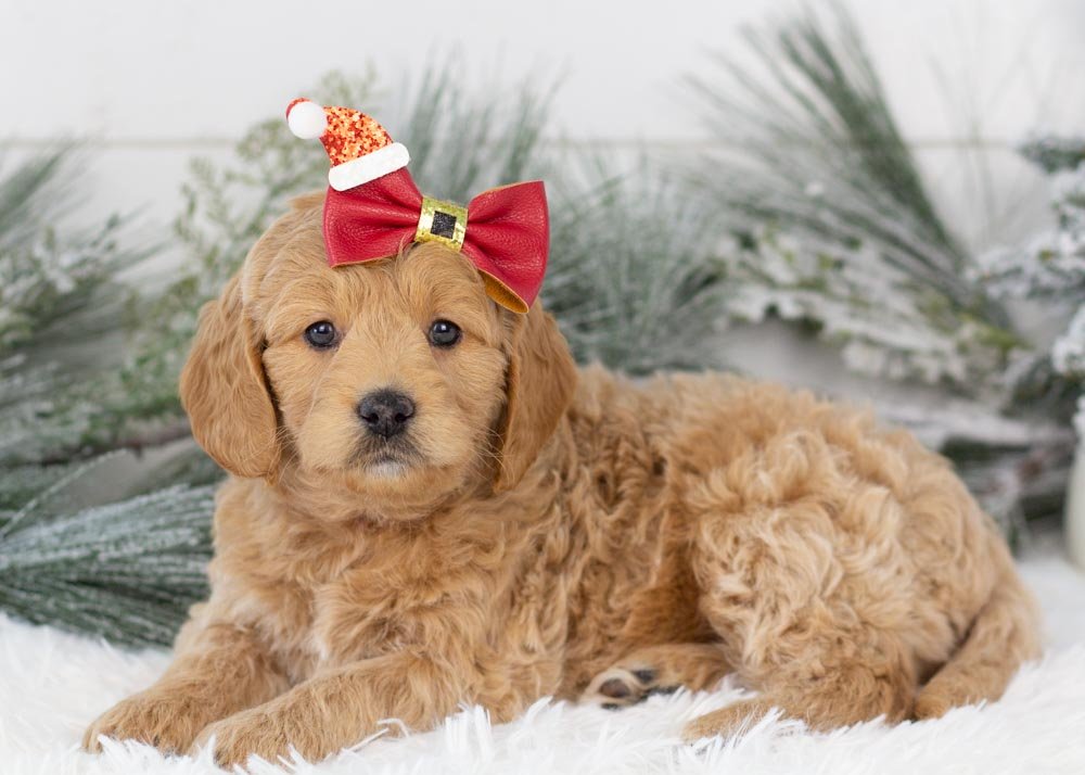 Mac_n_cheese goldendoodle for sale(3).jpg