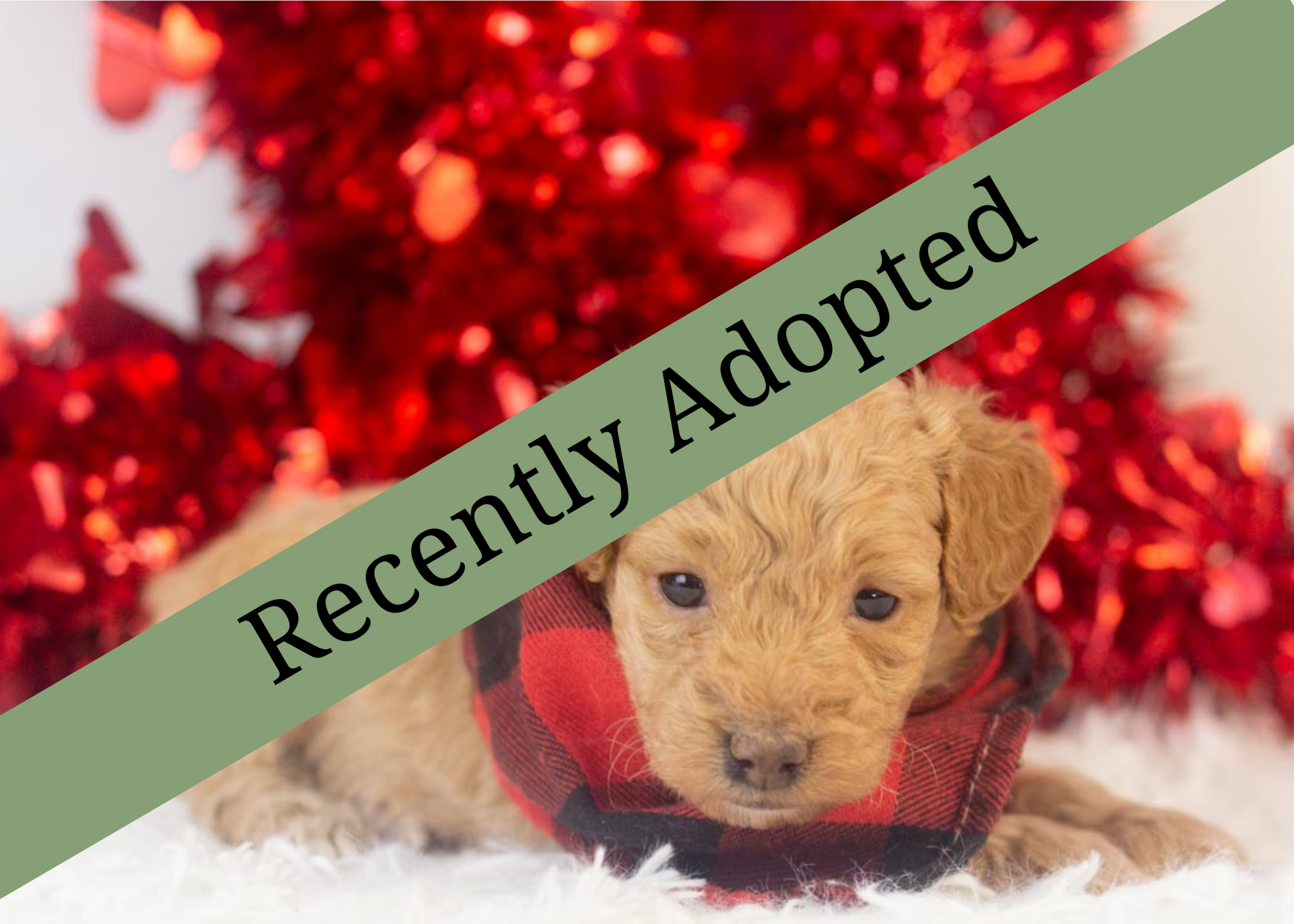 goldendoodle for sale