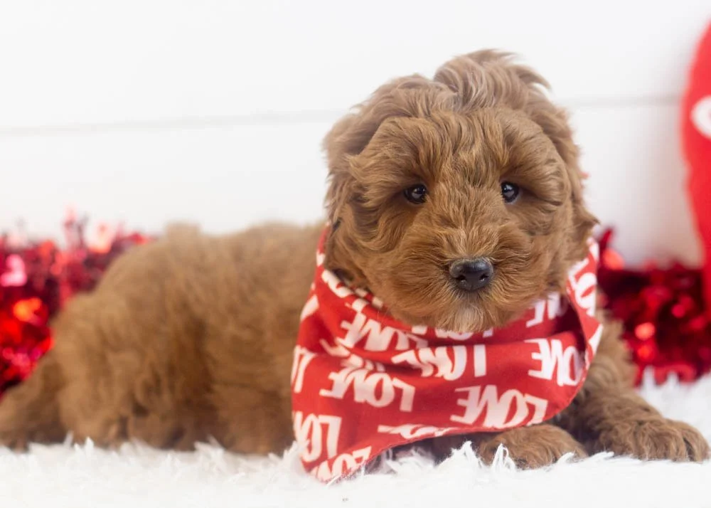 Brody goldendoodle for sale(1).jpg