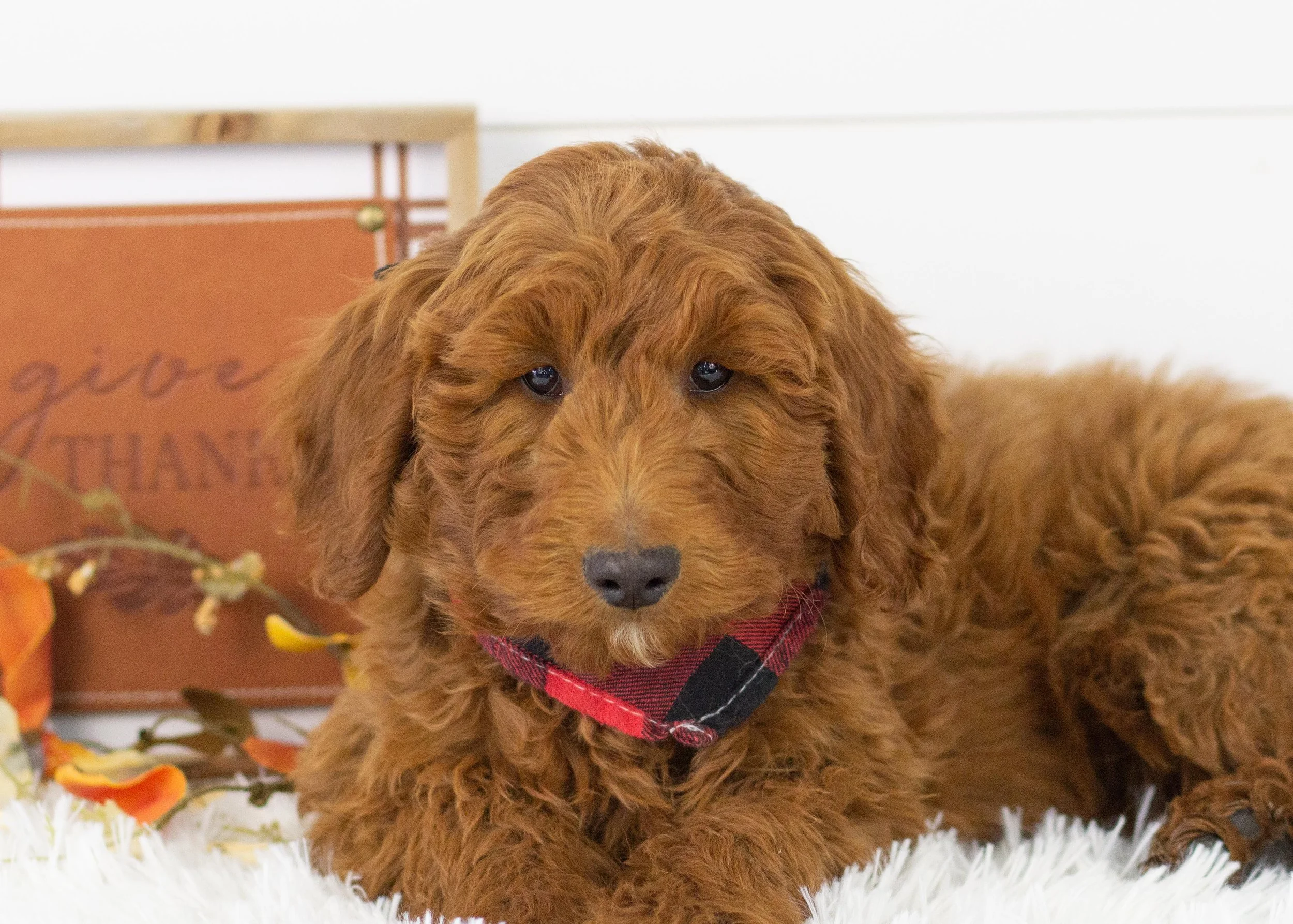 Griffin goldendoodle for sale(2).jpg