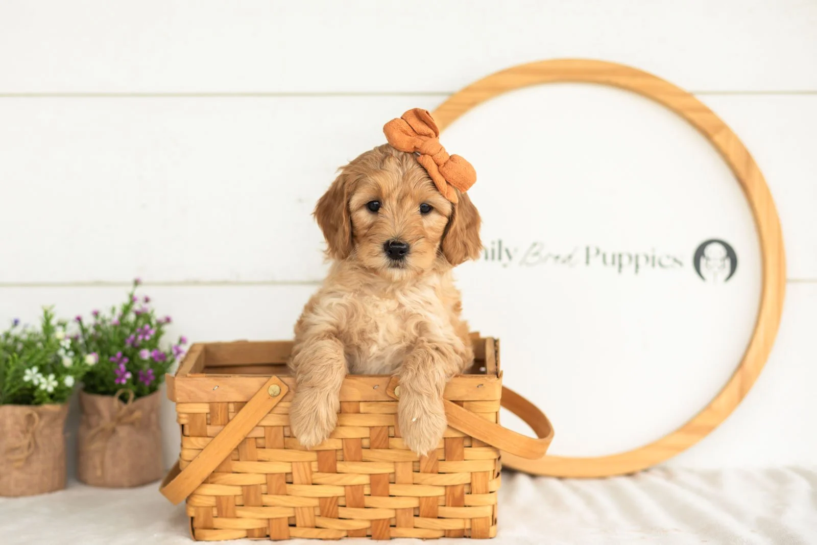 Maria goldendoodle for sale(4).jpg