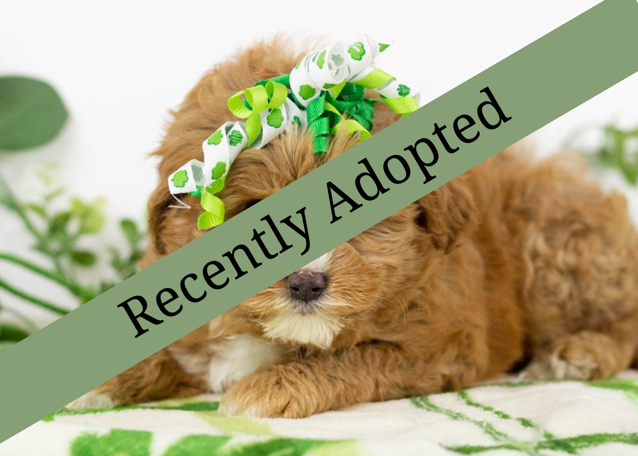 goldendoodle for sale
