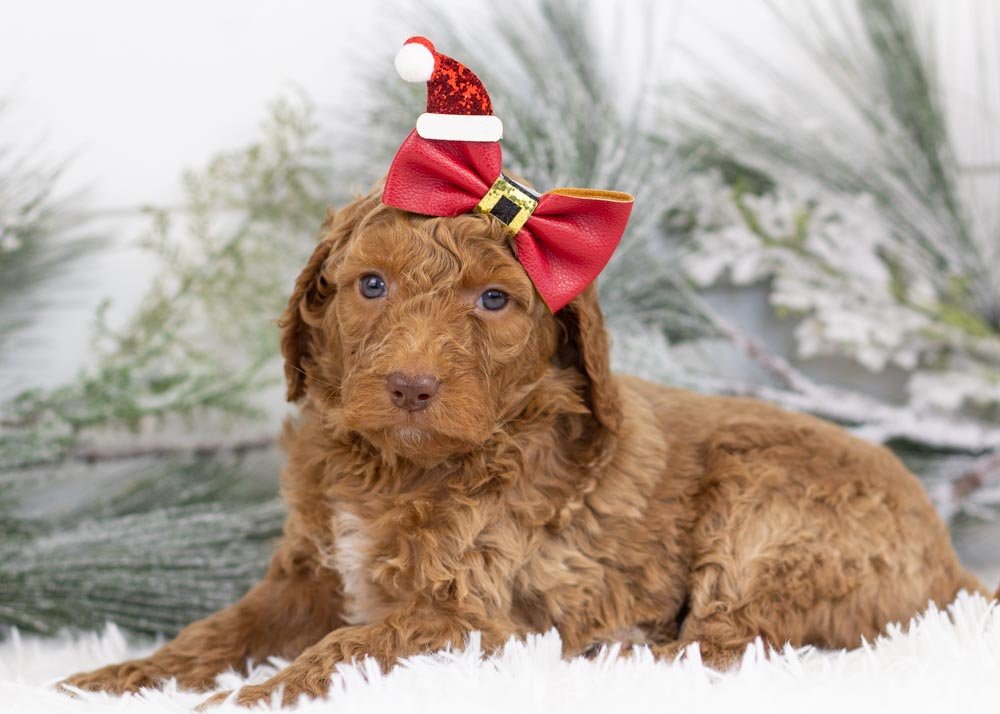 Laker goldendoodle for sale(3).jpg
