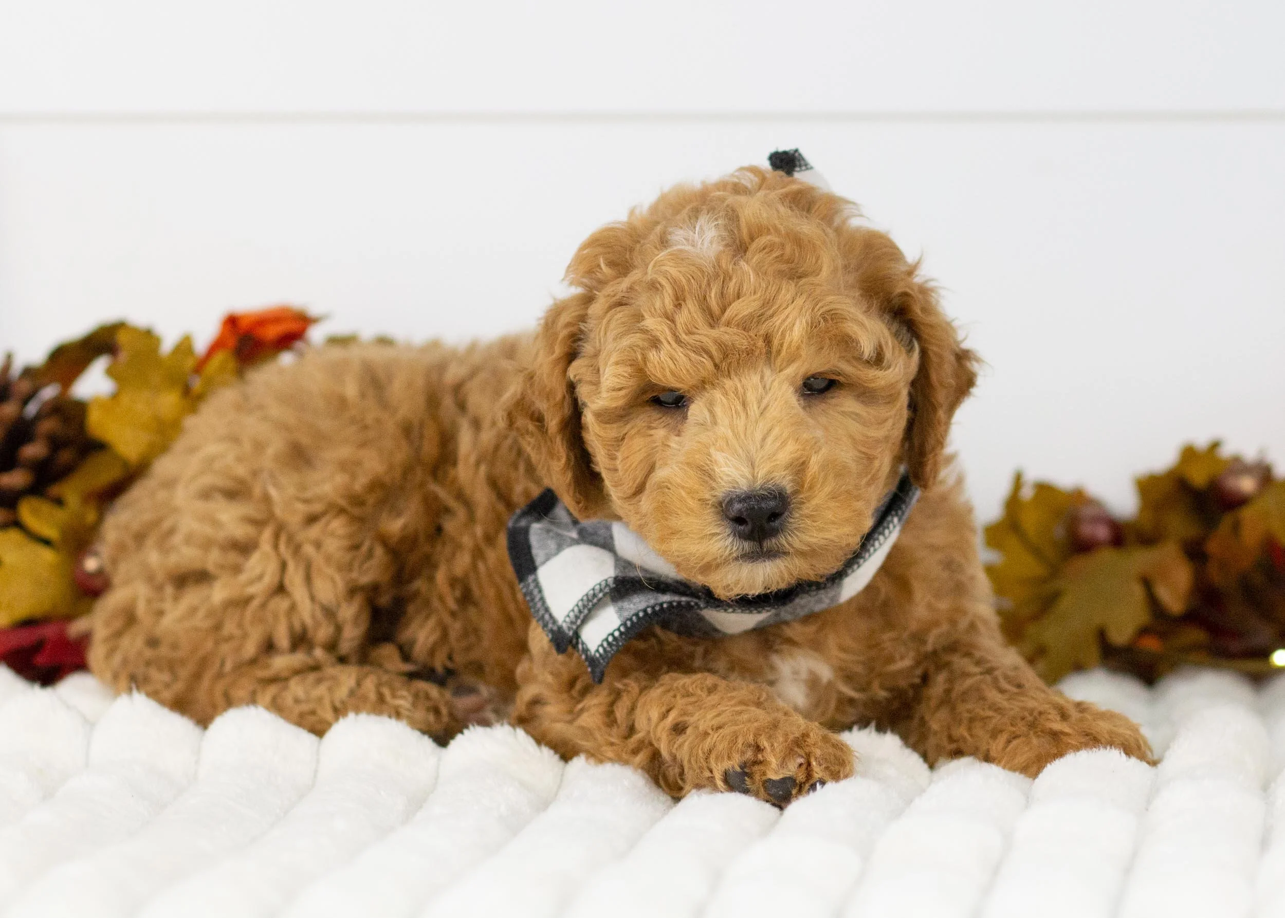 Camper goldendoodle for sale(2).jpg