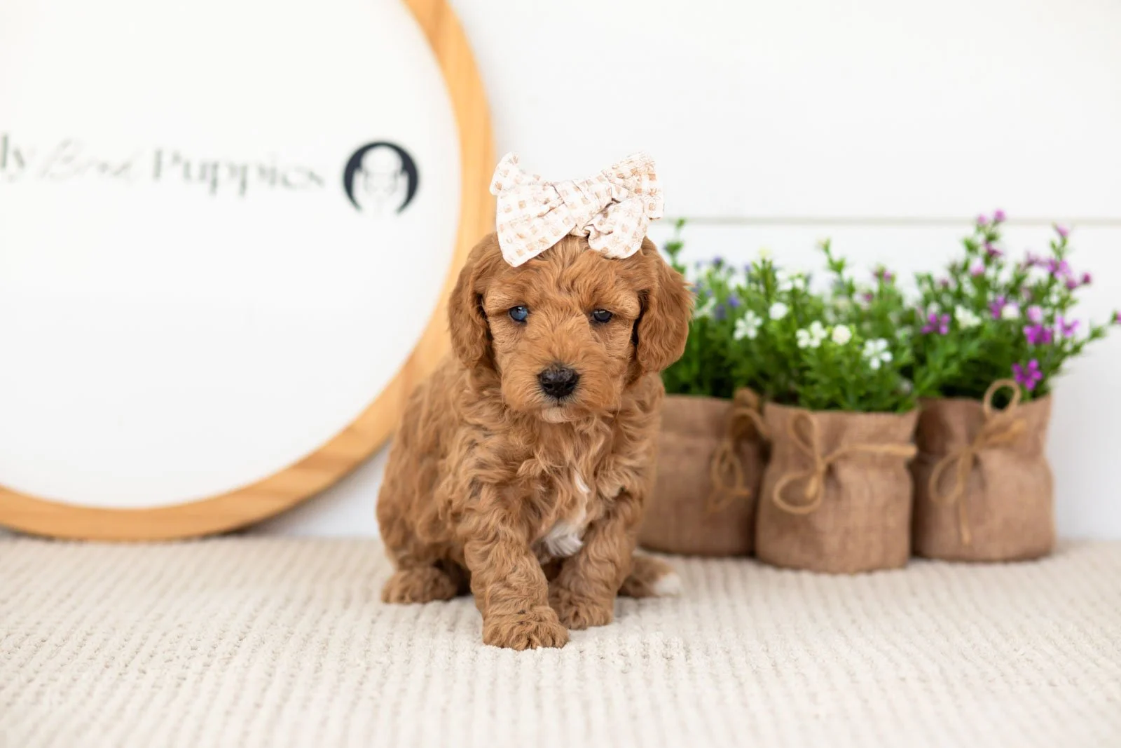 Liberty goldendoodle for sale(1).jpg