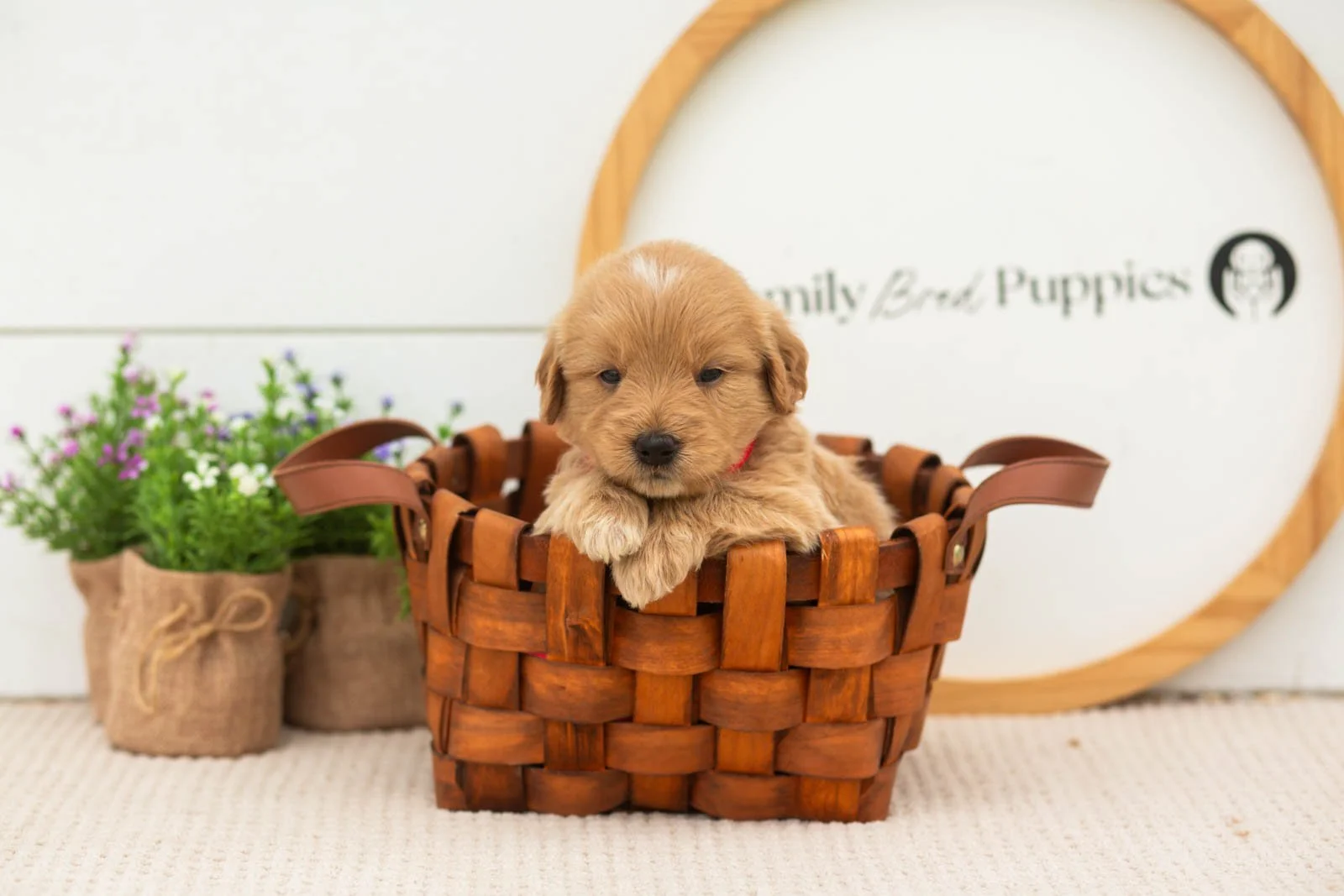 Emilia goldendoodle for sale(4).jpg