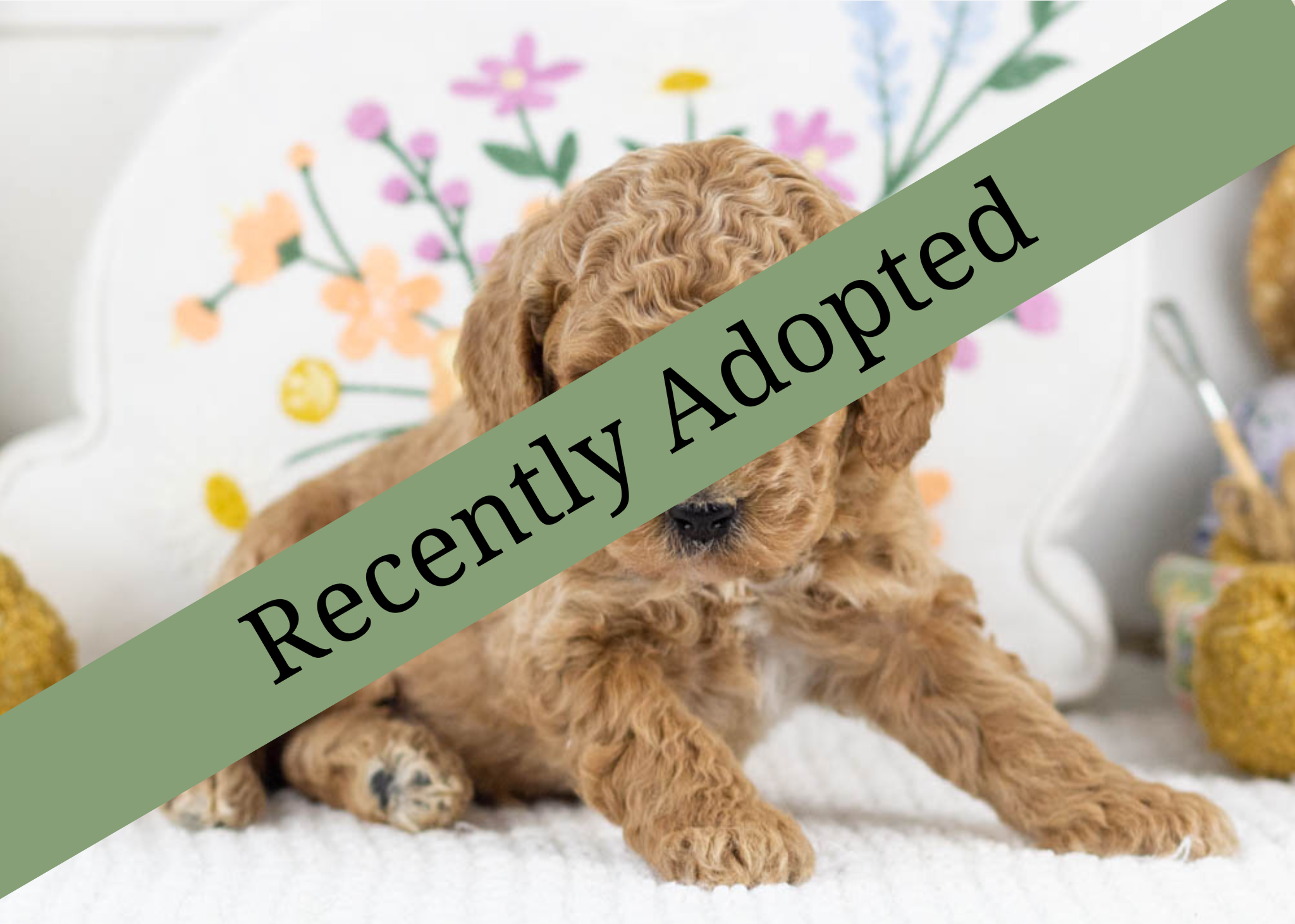 goldendoodle for sale