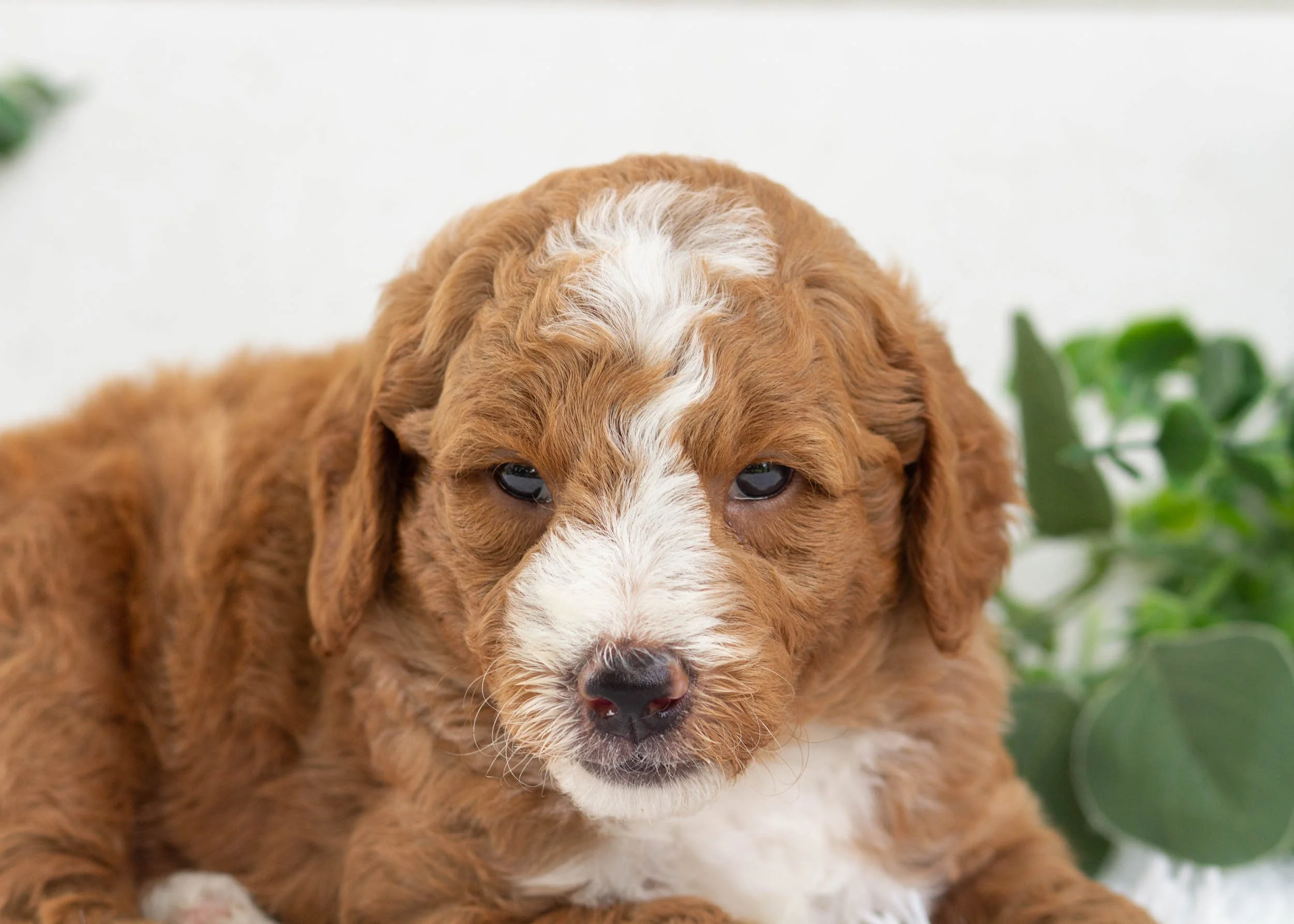slushy goldendoodle for sale(2).jpg