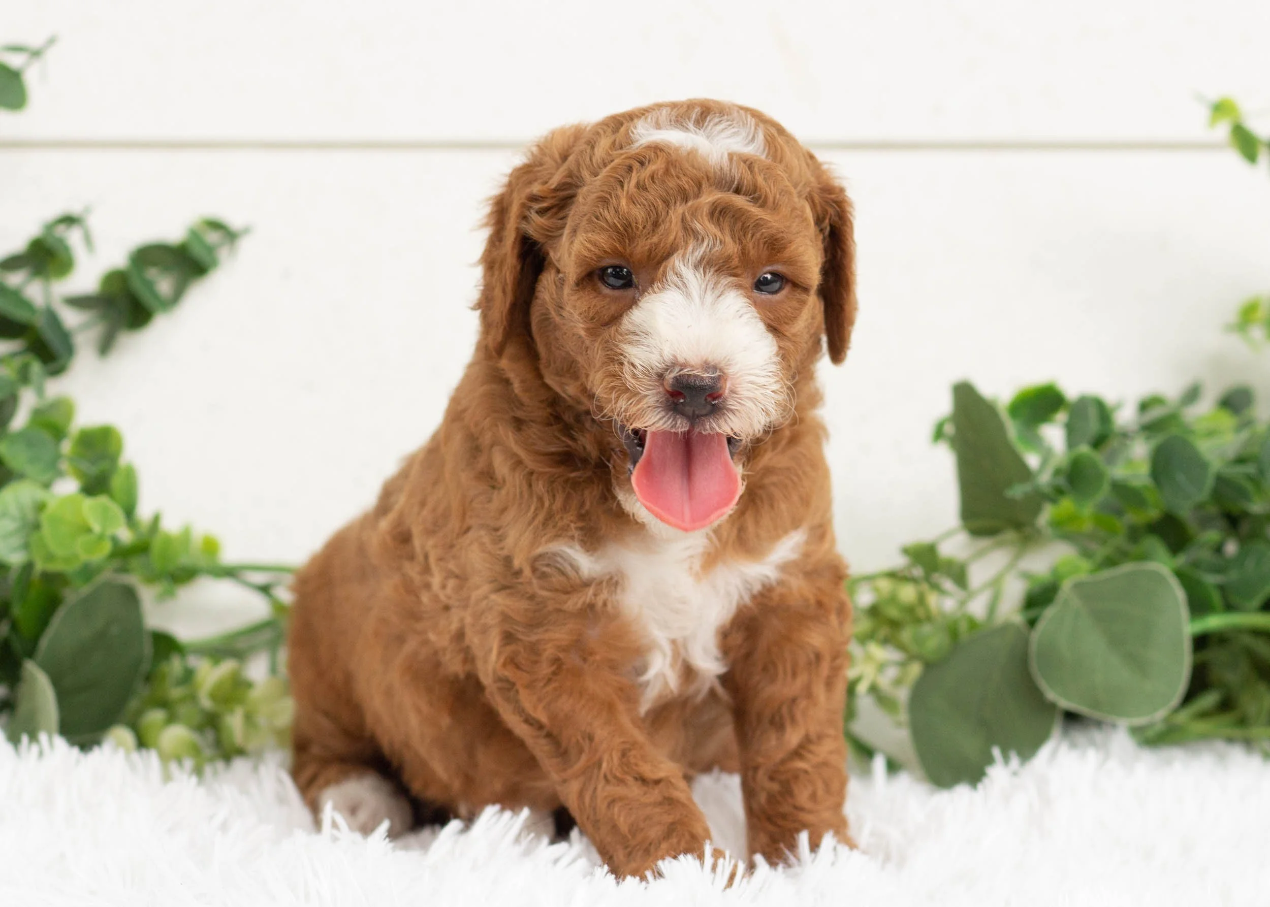 cola goldendoodle for sale(1).jpg