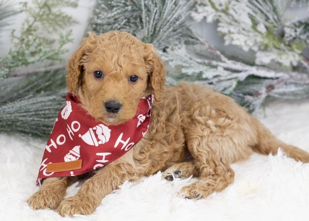 Buck goldendoodle for sale(3).jpg