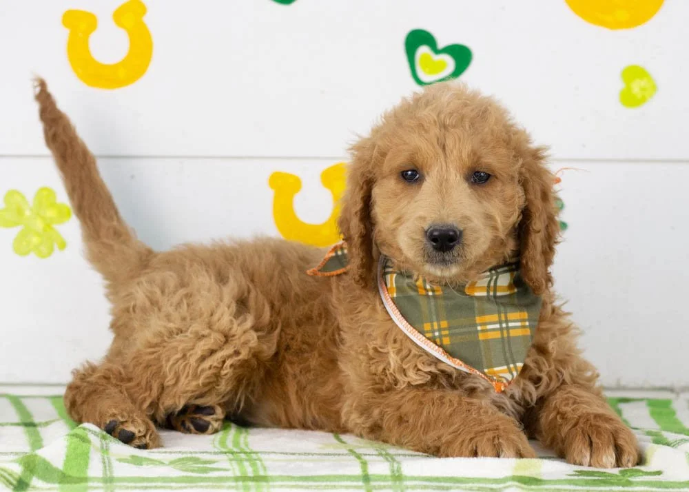 Landry goldendoodle for sale(1).jpg