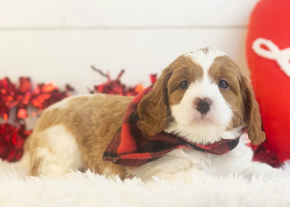 Woody goldendoodle for sale(2).jpg