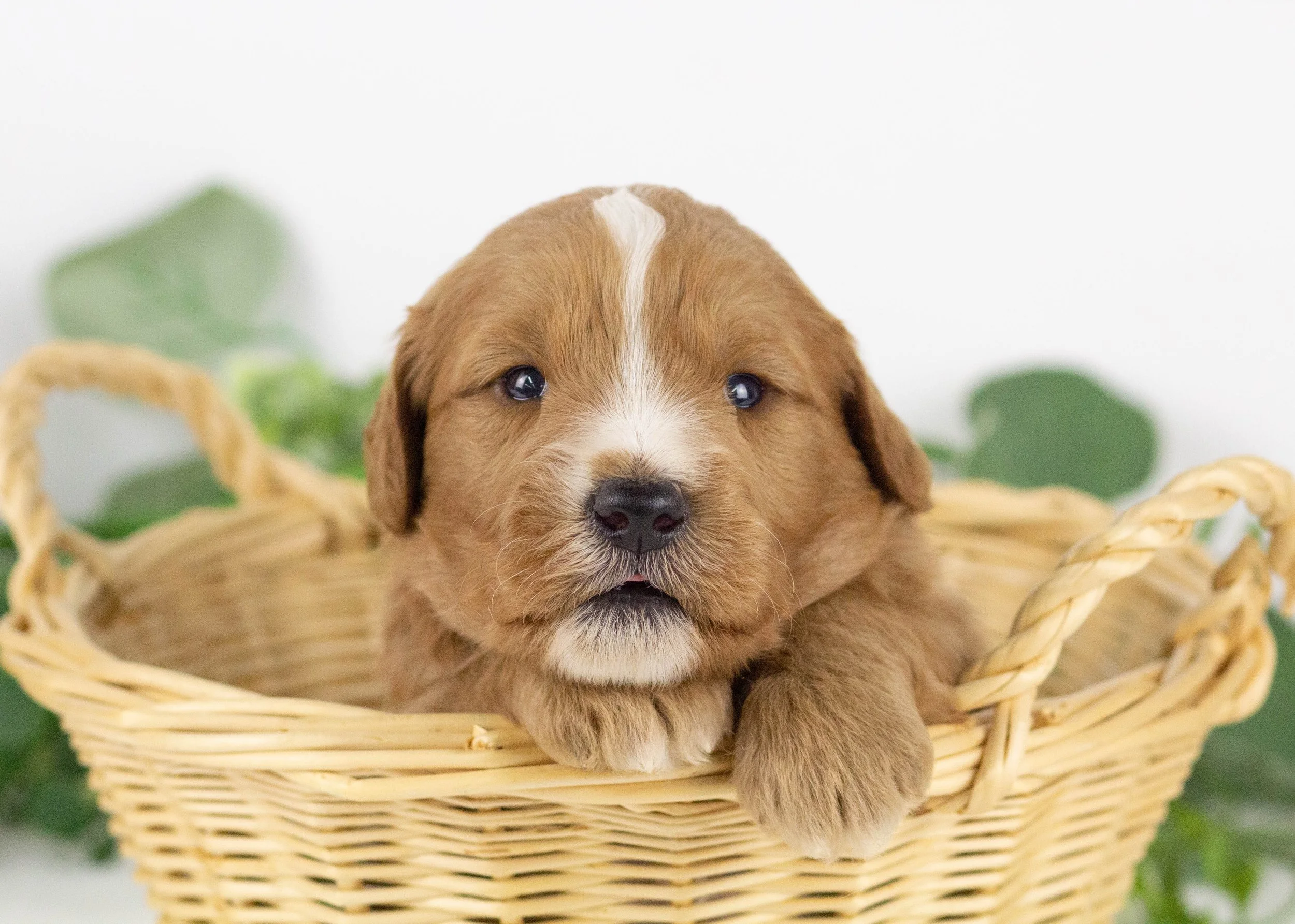 Falcon goldendoodle for sale(3).jpg