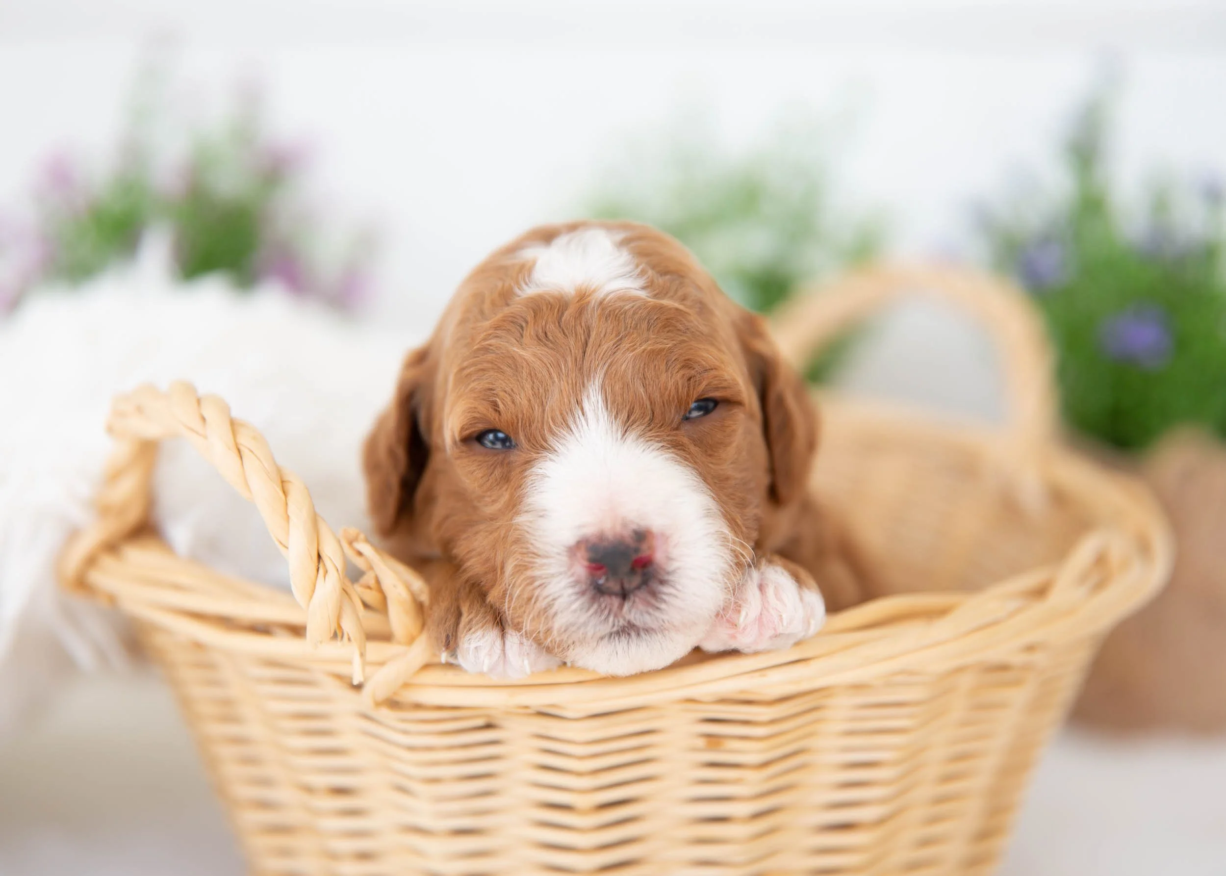 Cola Goldendoodle for sale(3).jpg