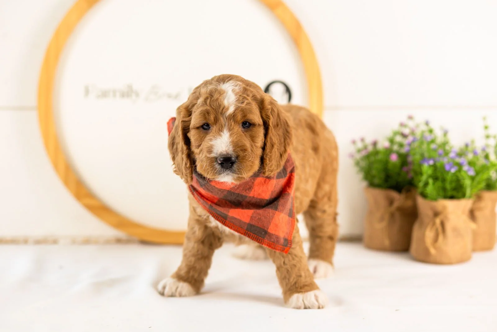 colby goldendoodle for sale(1).jpg