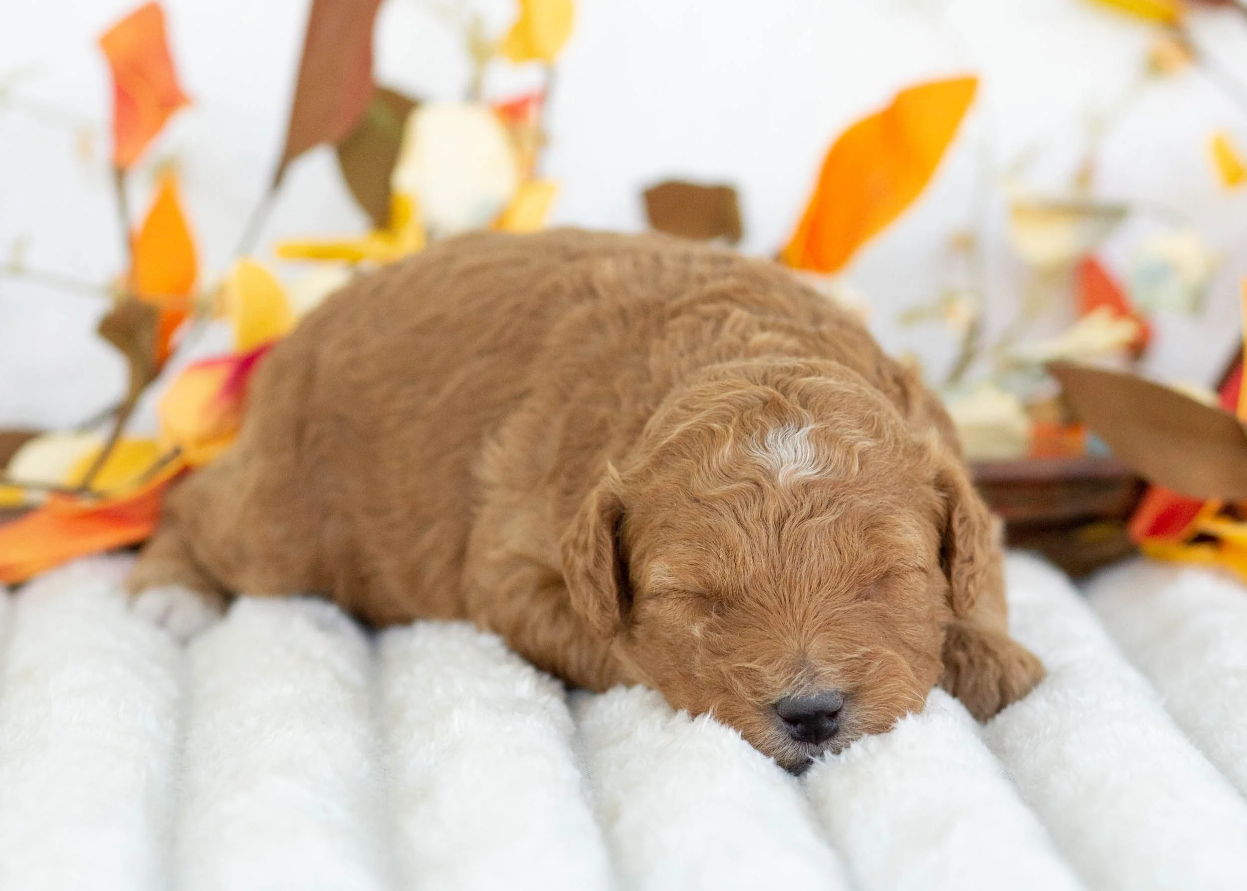 Prada goldendoodle for sale(2).jpg