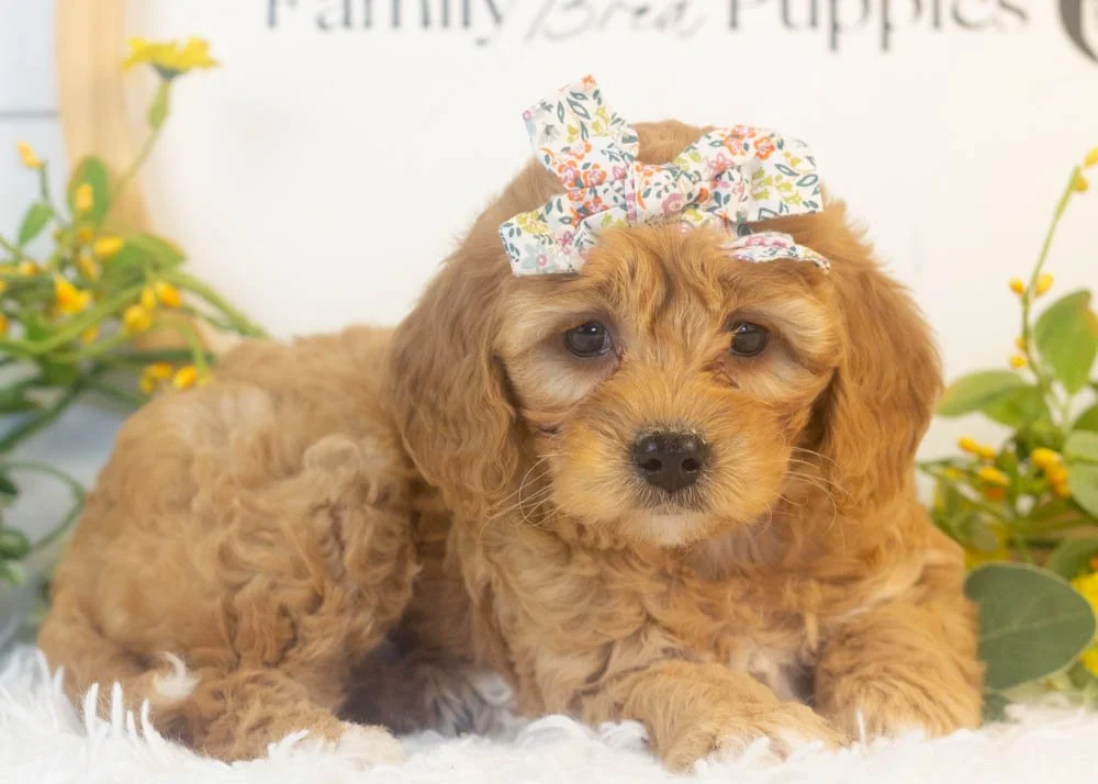 bo peep goldendoodle for sale.jpg