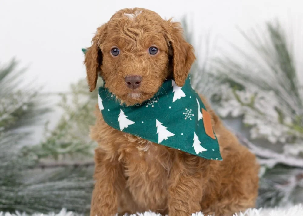 Spur goldendoodle for sale.jpg