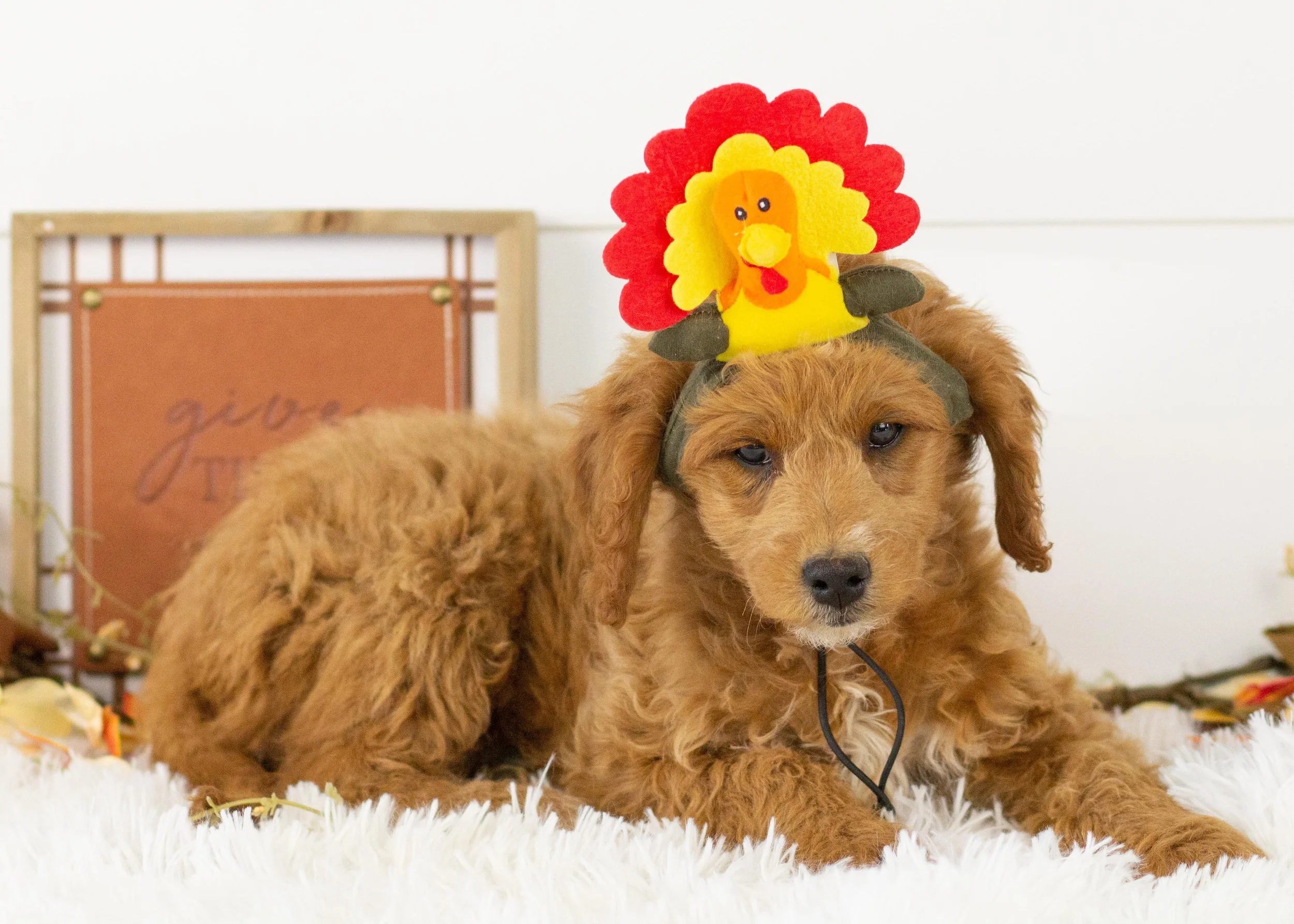 Lola goldendoodle for sale(1).jpg
