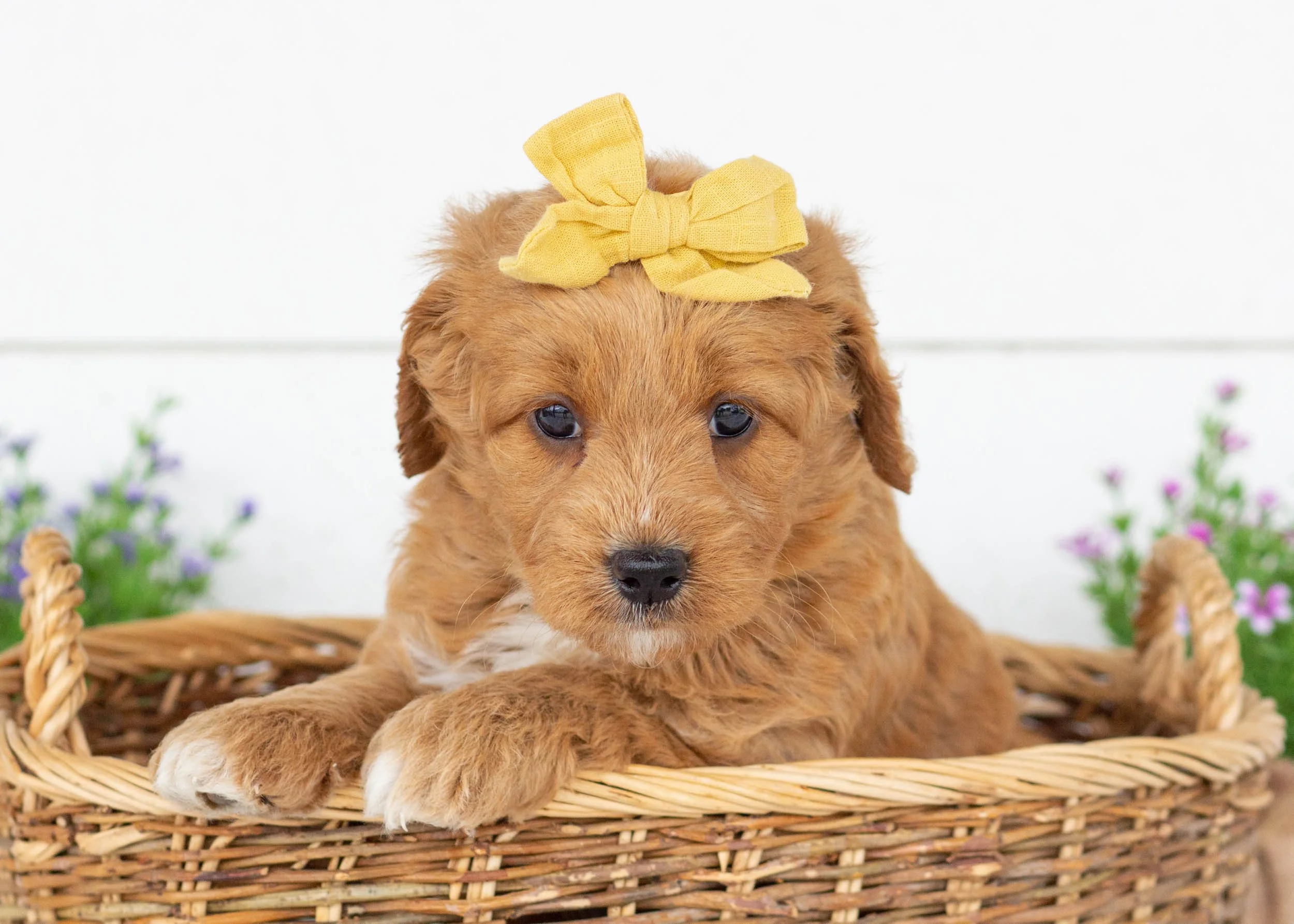 Sunny goldendoodle for sale.jpg