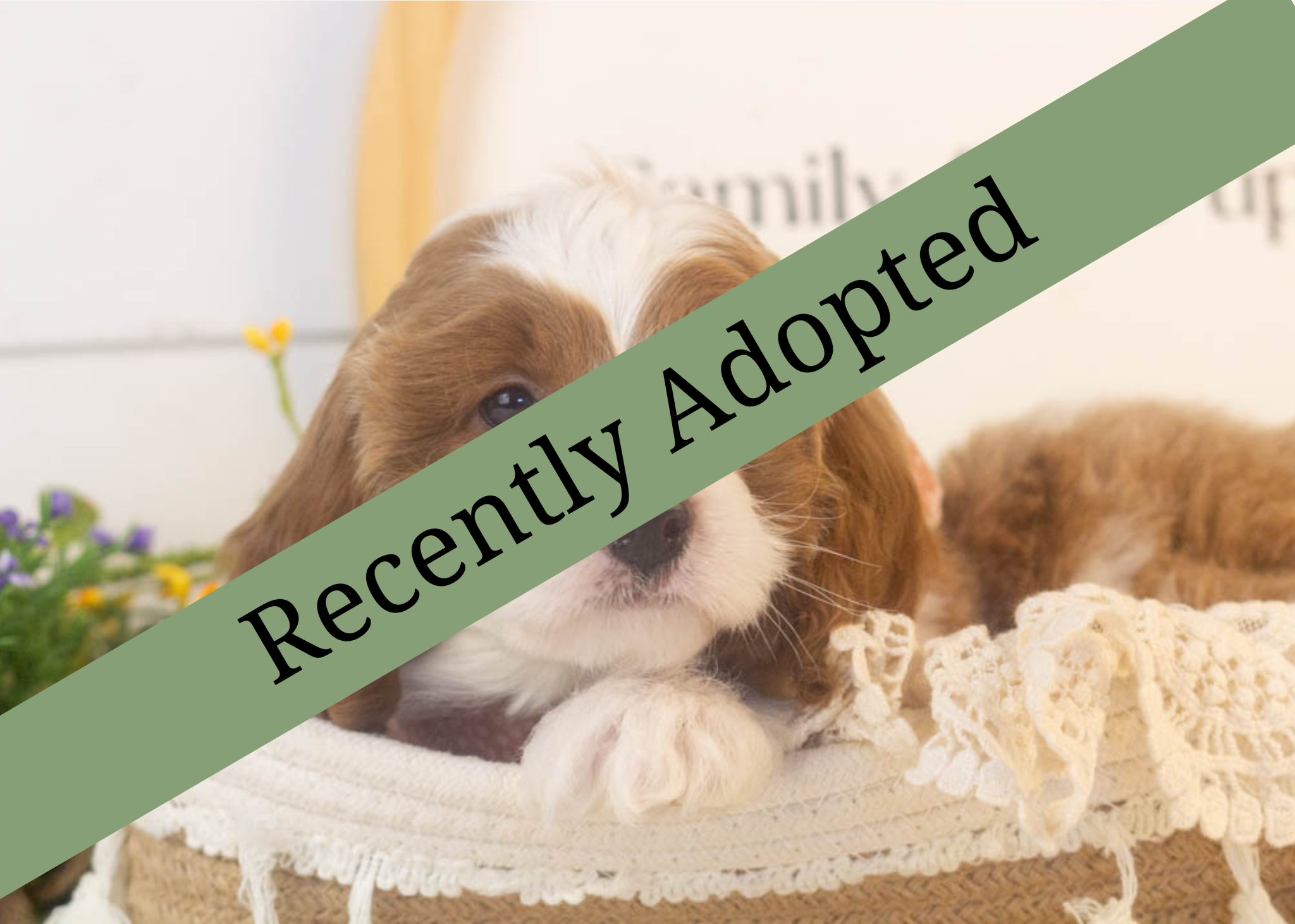 goldendoodle for sale