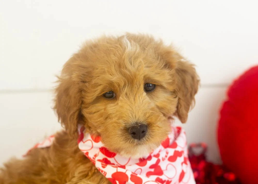Boone goldendoodle for sale(2).jpg