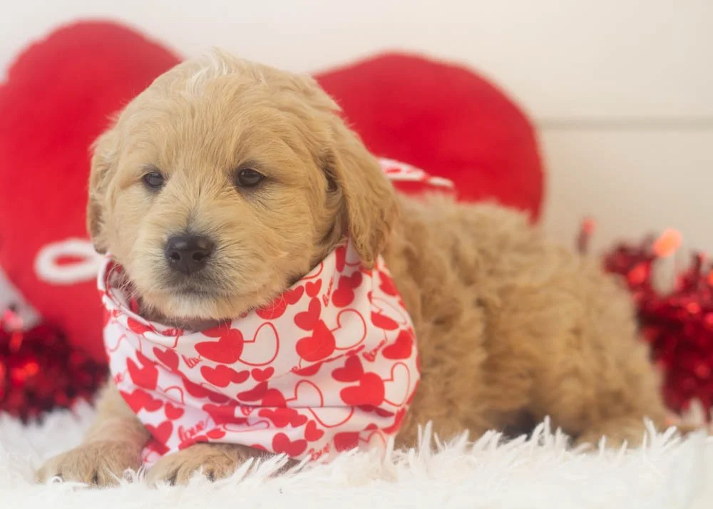 Snickers goldendoodle for sale.jpg
