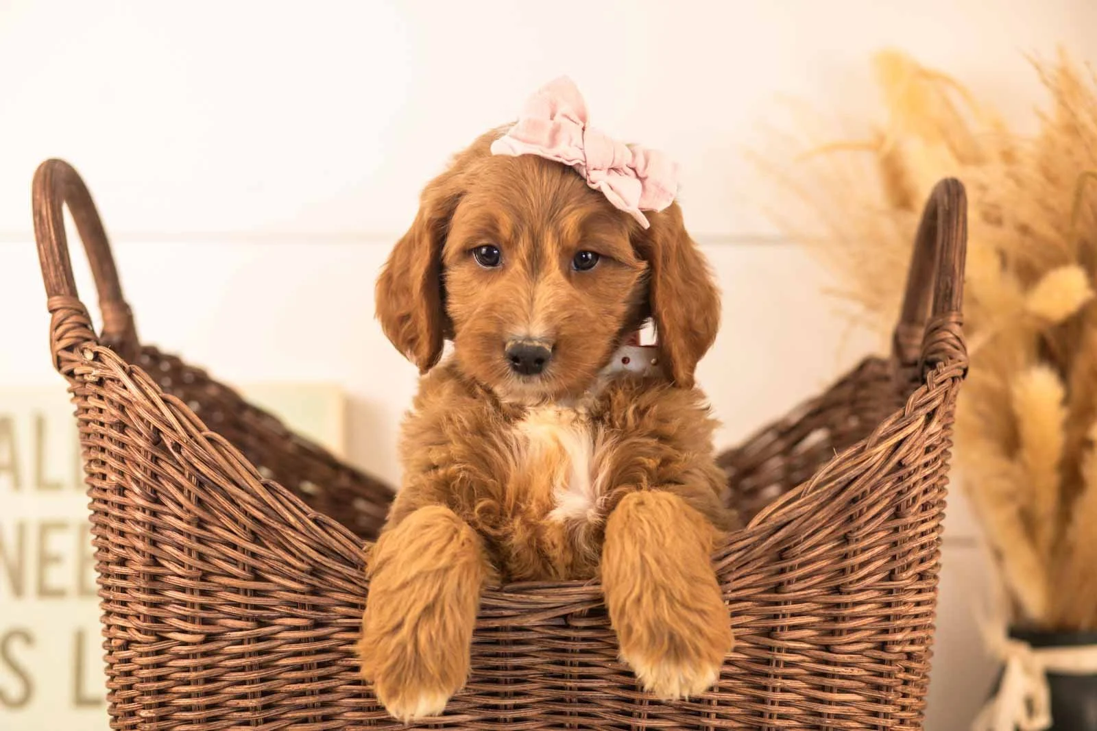 Veah goldendoodle for sale(4).jpg