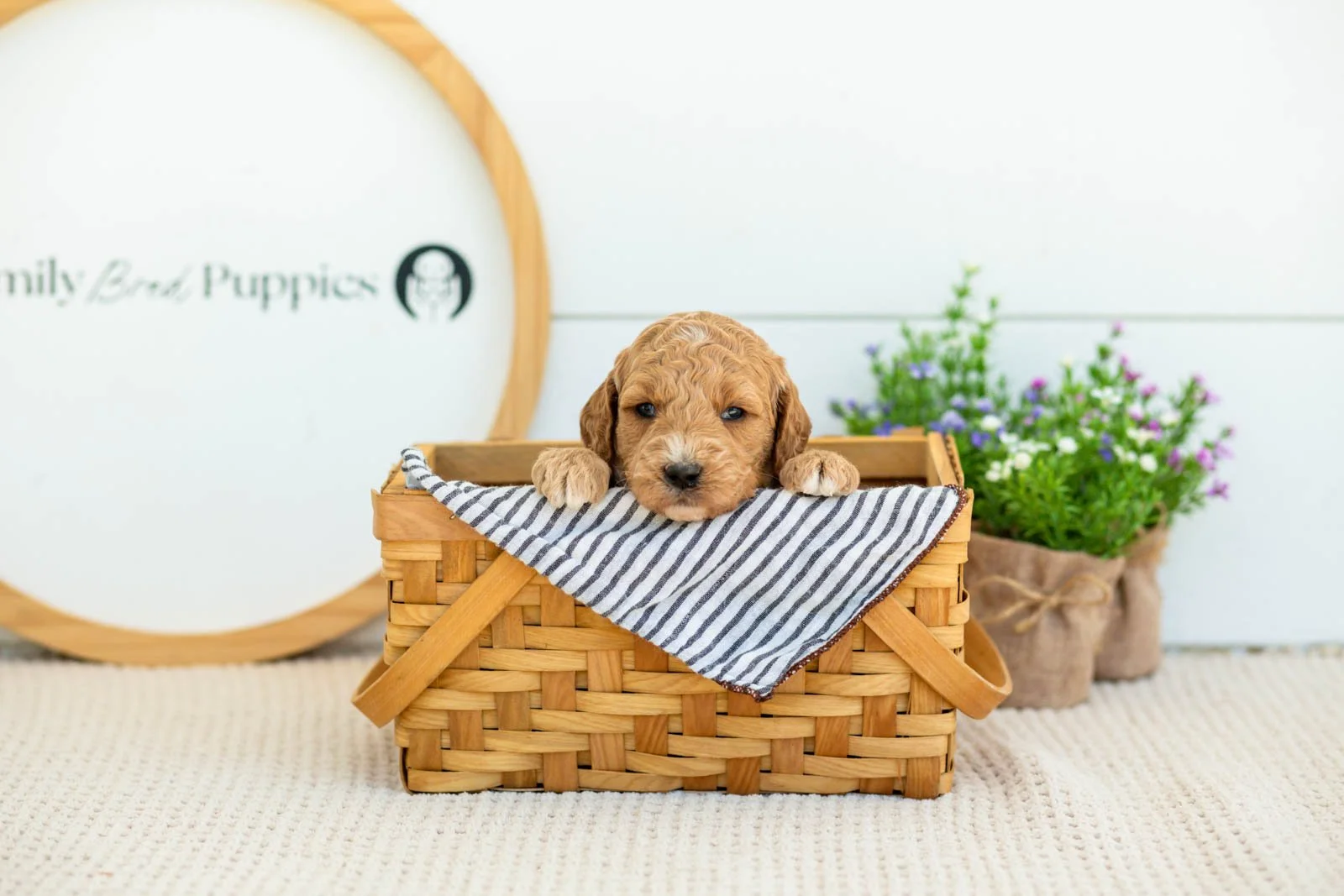 Thunder golendoodle for sale(4).jpg