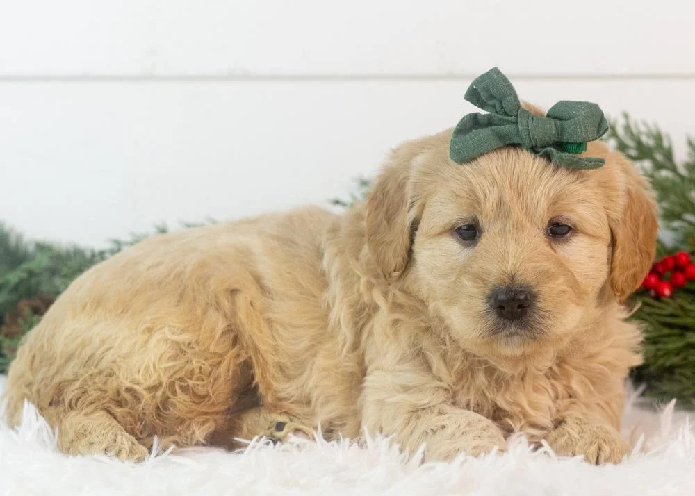 Dale 12-1-25 Sage 5.32-3.jpg