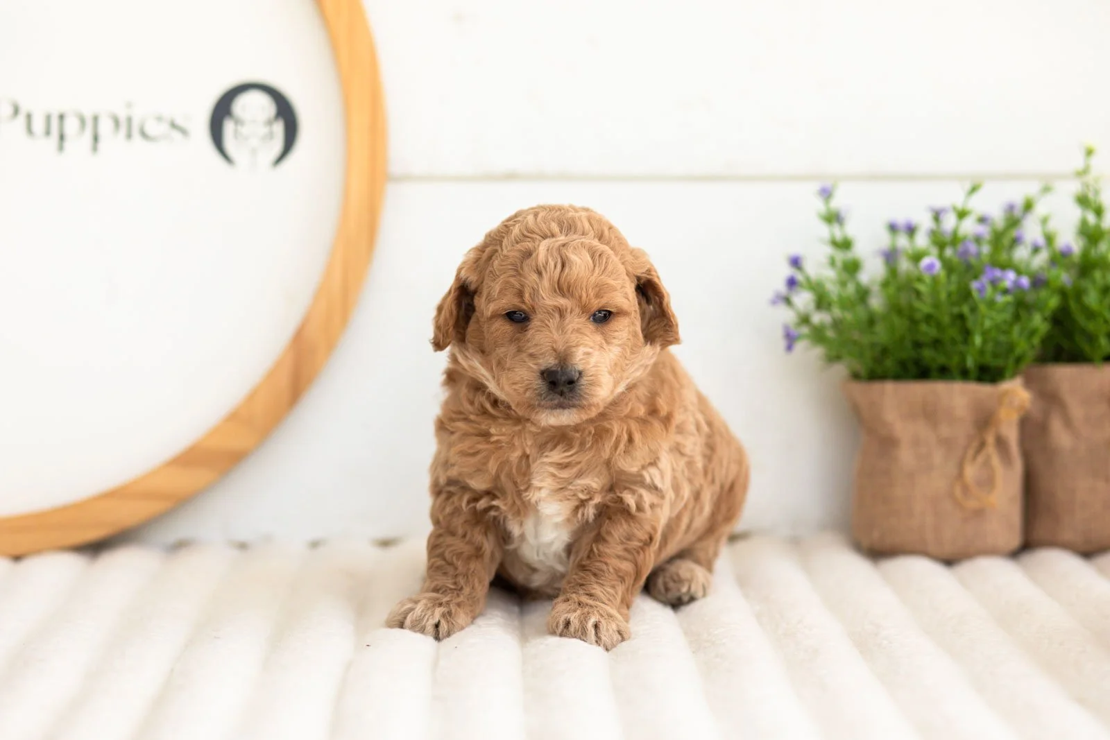 Fin goldendoodle for sale(3).jpg