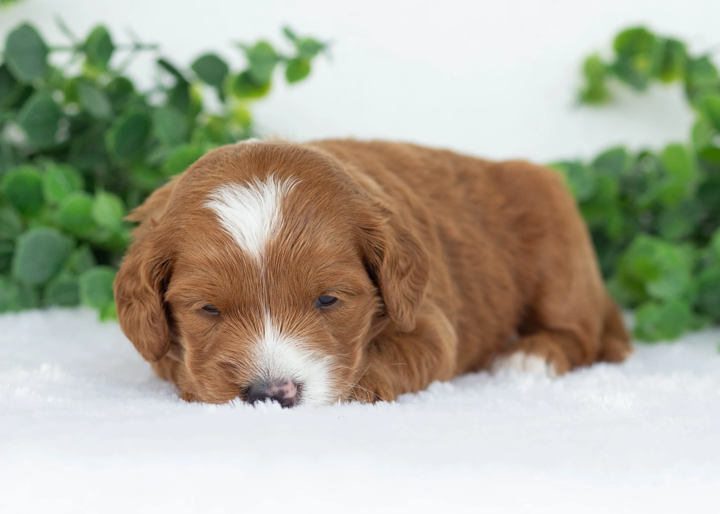 Ford goldendoodle for sale.jpg