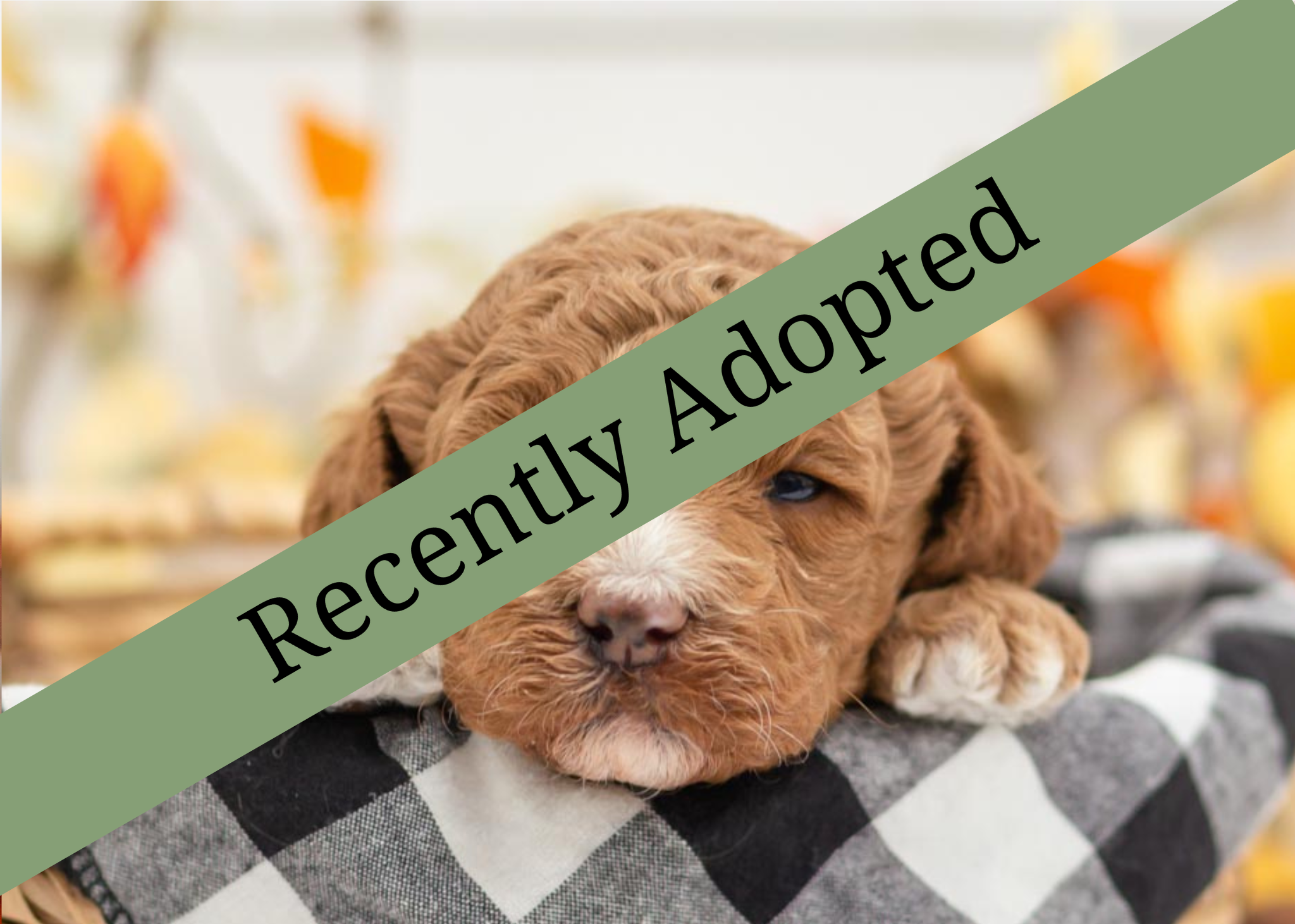 Goldendoodle for sale
