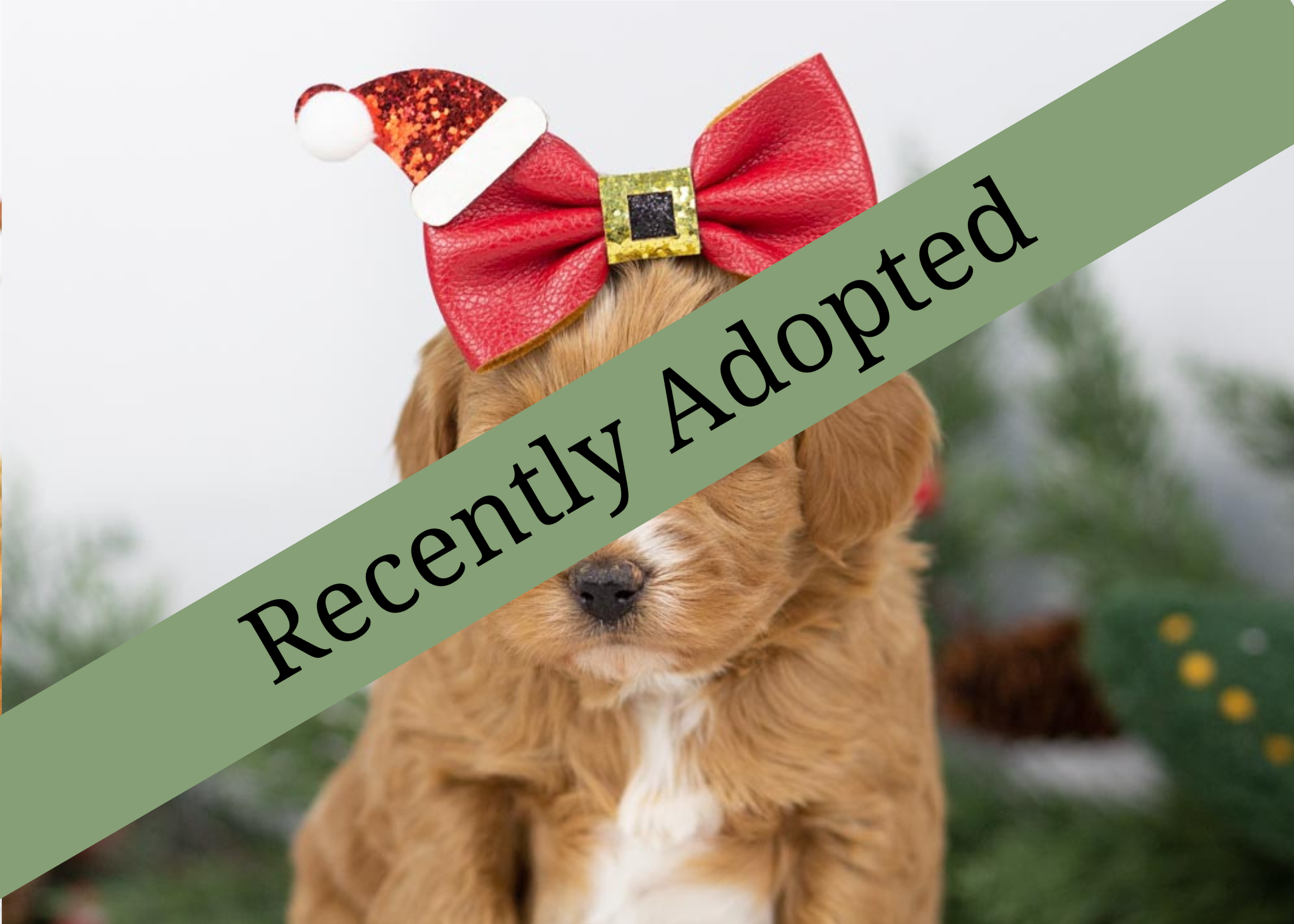 goldendoodle for sale