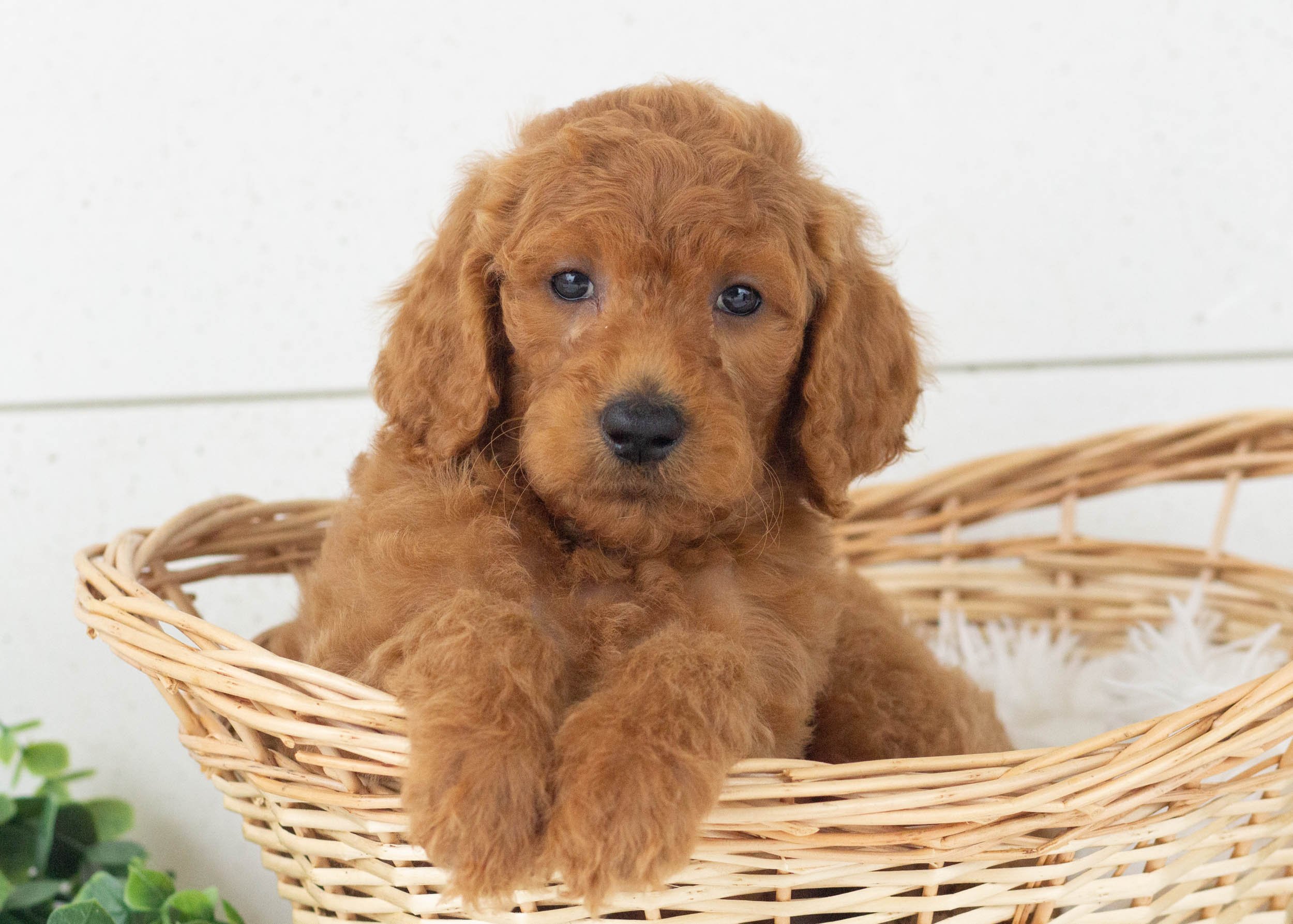 Ralph Goldendoodle For Sale(3).jpg