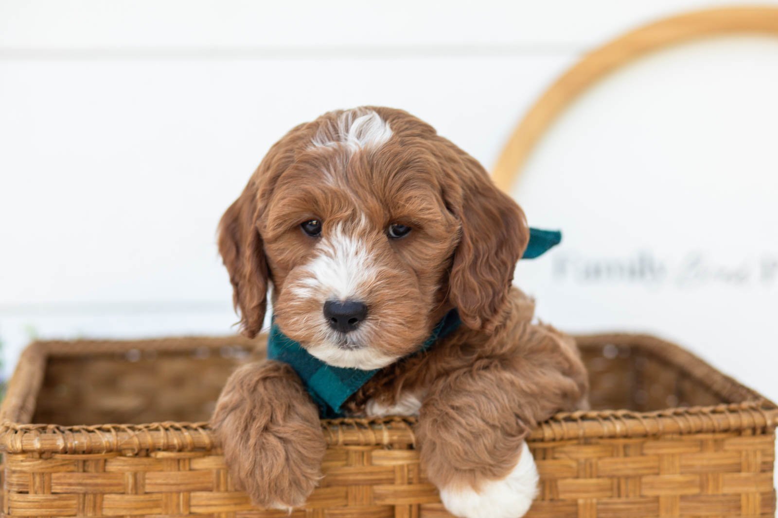 Gouda goldendoodle for sale(3).jpg