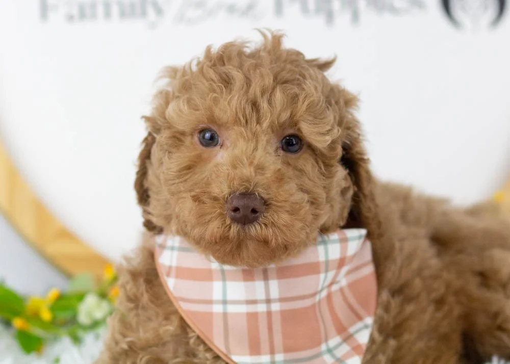 Texas goldendoodle for sale(2).jpg