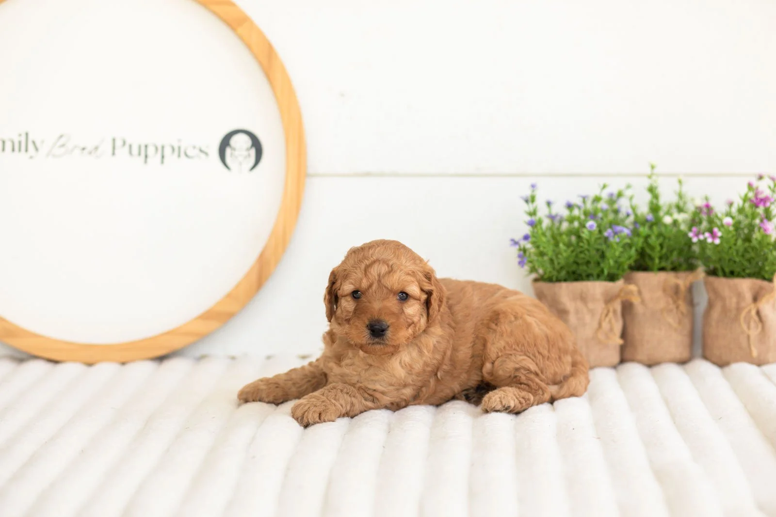 reef goldendoodle for sale.jpg