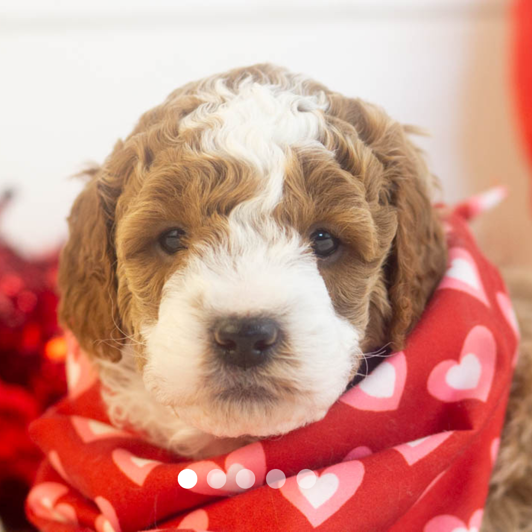 Copy of FBP Design.png