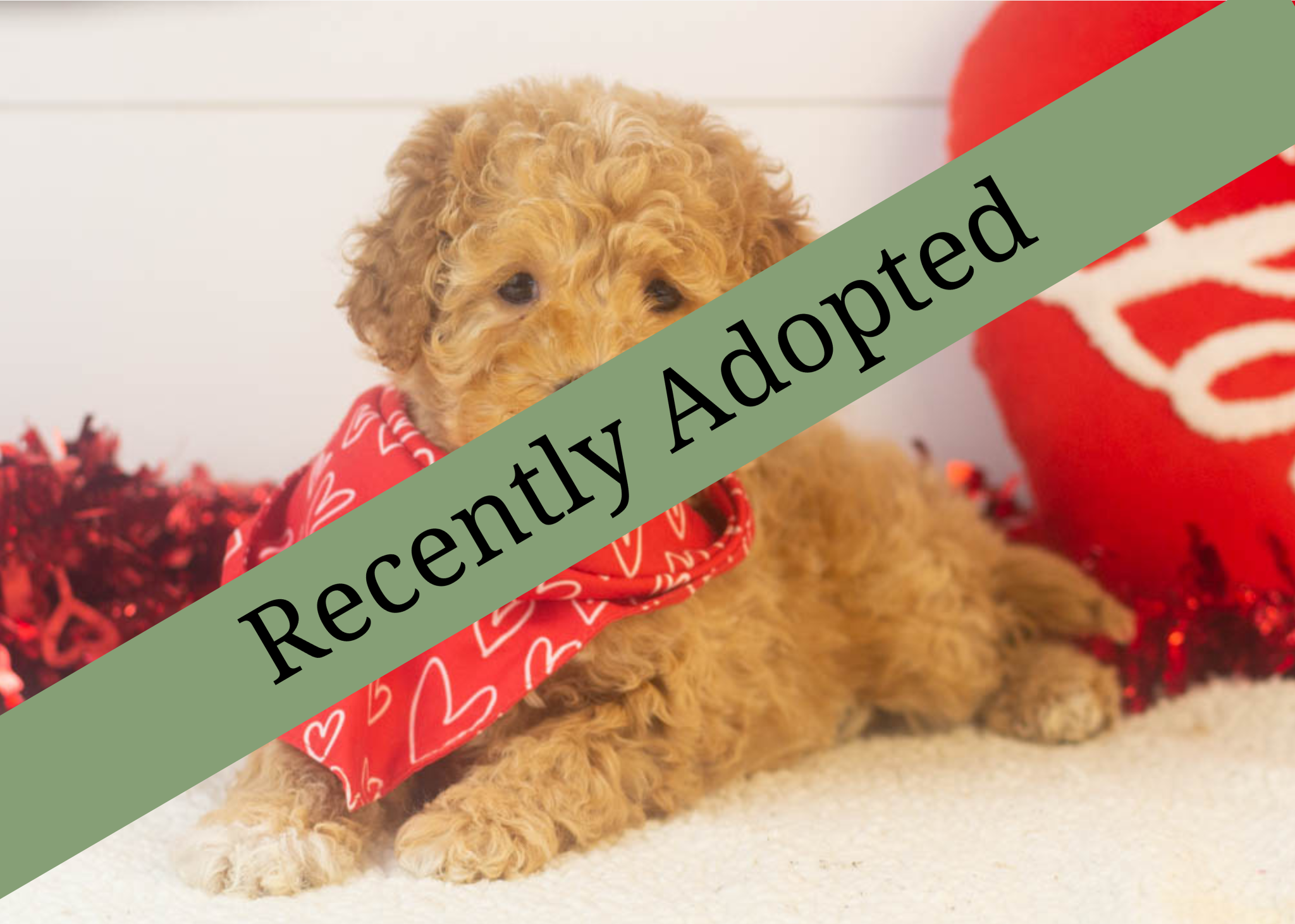 goldendoodle for sale