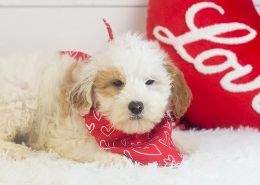 Buddy goldendoodle for sale(2).jpg