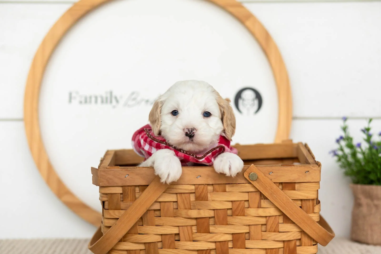Flash goldendoodle for sale(3).jpg