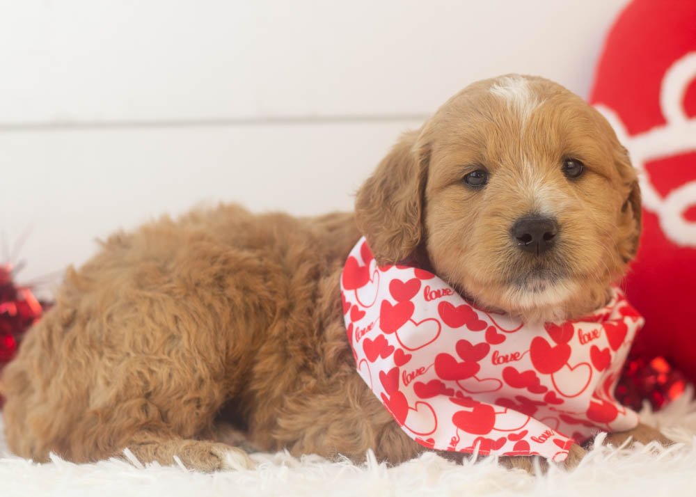 Hershey goldendoodle for sale.jpg
