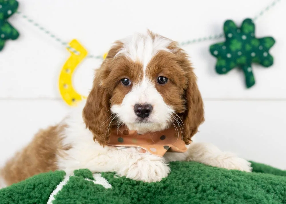 Woody goldendoodle for sale.jpg