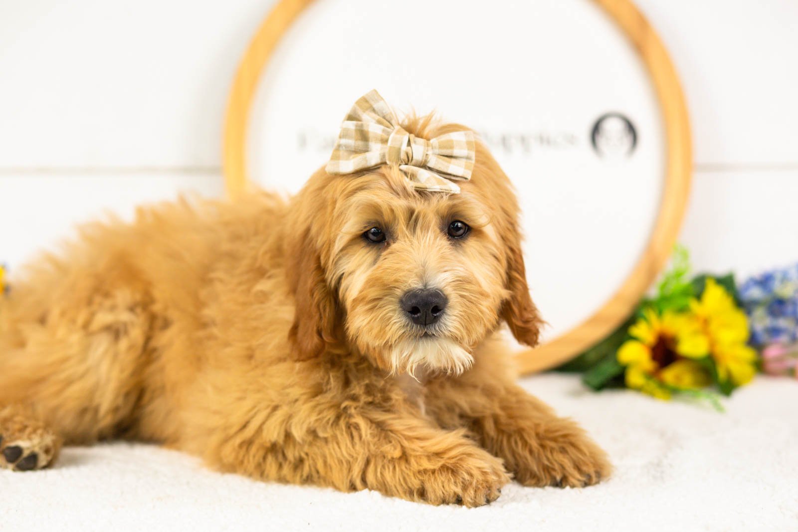 linda goldendoodle for sale(2).jpg