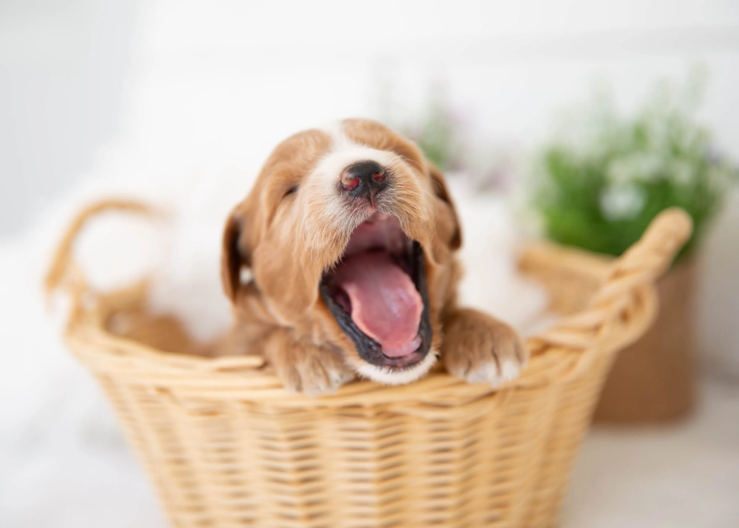 Sorbet Goldendoodle for sale(2).jpg